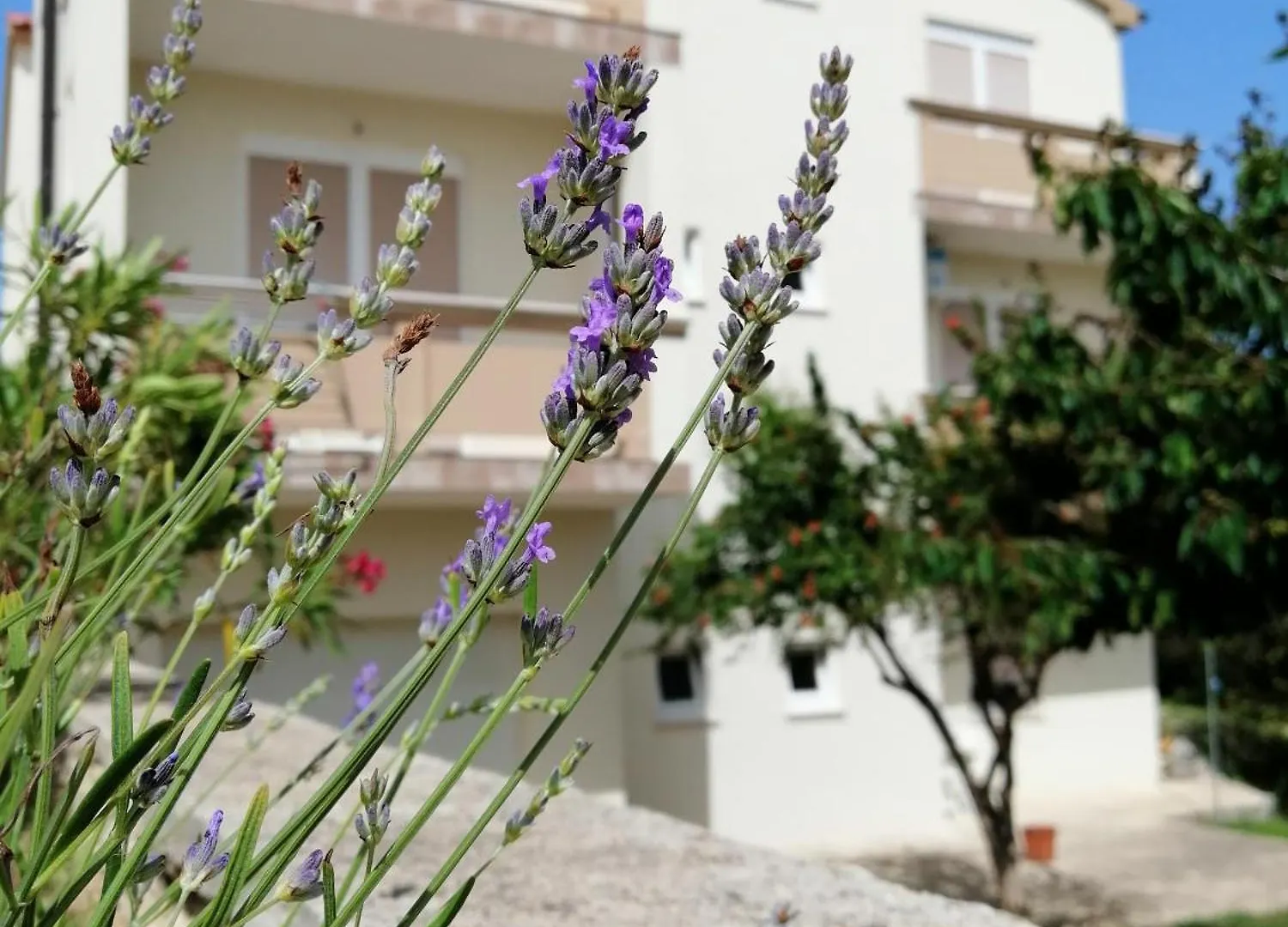 Apartments Monika Nin